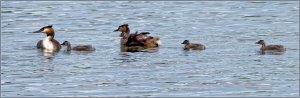 Great Crested Grebes