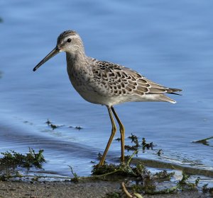 Stilt Sandpiper