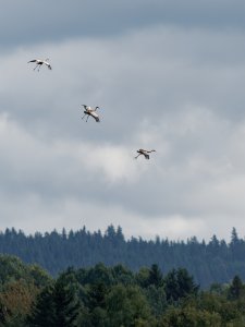 Cranes in flight III