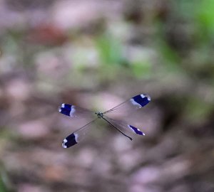 Blue-winged Helicopter Damselfly