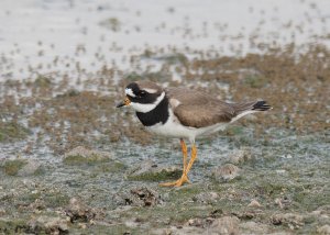 Common Ringed Plover