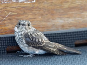 Juvenile spotted flycatcher