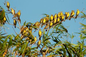 Dickcissels