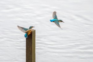 Kingfisher Pair