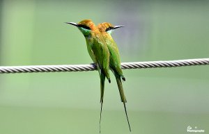 A Pair of Bee-eaters