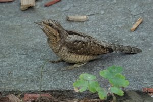 Lunchtime visitor