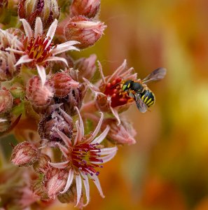 Mason Bee (Anthidium sp.: Megachilidae)
