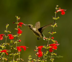 Ruby-throated Hummingbird