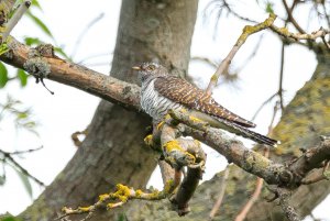 Cuckoo Juvenile