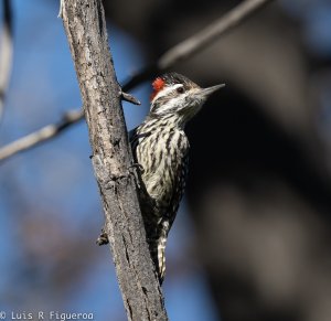 Striped Woodpecker.jpg