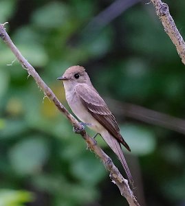 Western Wood-Pewee