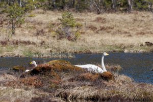 Whooper swans