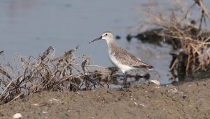 Curlew sandpiper