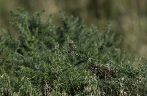 Whinchat on Gorse