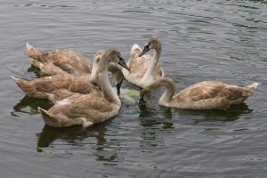 Juvenile Swans