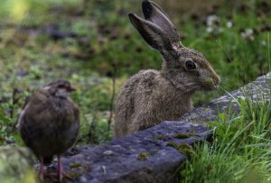 The Partridge and the Hare - and you are?
