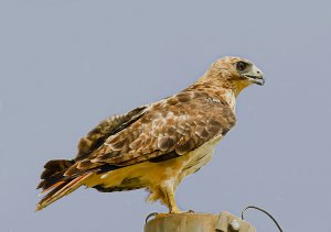 Red-tailed Hawk perched on a high line pole