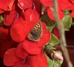 Small Copper