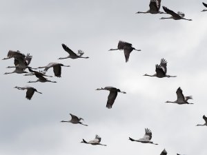 Common cranes in flight