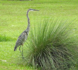 Tri-colored Heron.jpg