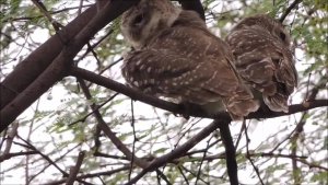 Raptor - 130 : Spotted Owlet pair : Amazing Wildlife of India by Renu Tewari and Alok Tewari