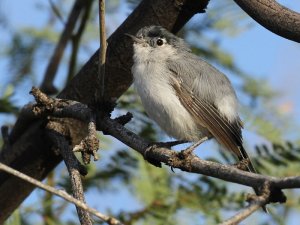 Black-tailed Gnatcatcher