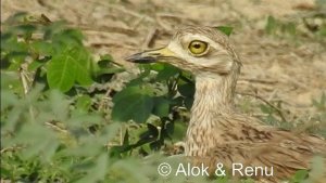 Indian Thick-knee : Amazing Wildlife of India by Renu Tewari Tewari and Alok Tewari