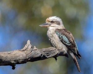 Laughing Kookaburra