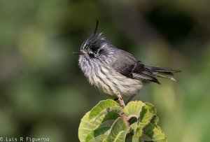 Tufted Tit-tyrant.jpg