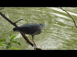 Lakescape - 772 : Soundscape : Amazing Wildlife of India by Renu Tewari and Alok Tewari