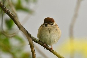 juve Tree Sparrow