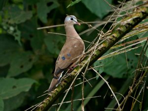 Blue Spotted Wood Dove