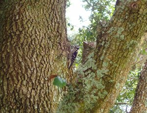 Downy Woodpecker