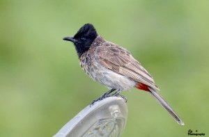 Bulbul