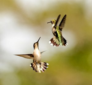Ruby-throated Hummingbirds, females
