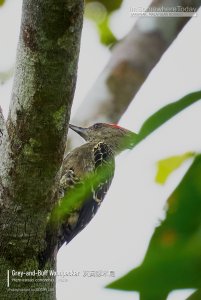 Grey-and-Buff Woodpecker Male, Borneo