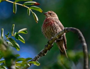 Fledgling house finch