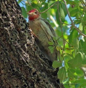 Red-breasted Sapsucker