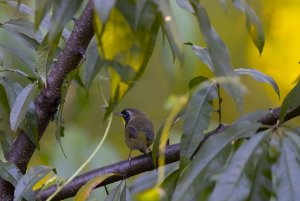 Warbler taking a rest in my peach tree