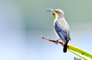 Singing Sunbird