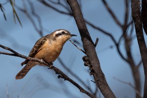 Black- eared Cuckoo.jpeg