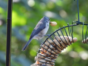 Tufted Titmouse