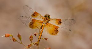 Band-winged Meadowhawk (female)