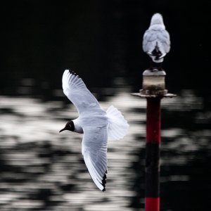 black-headed-gull-italy-1.jpg