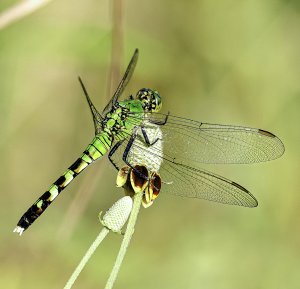 Eastern Pondhawk (female)