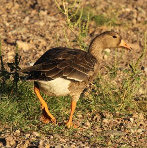 Curious Goose