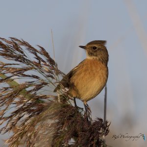 European stonechat