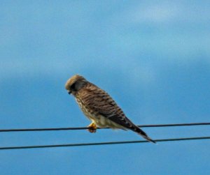 Kestrel