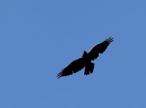 Common Raven Flying High