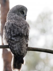 Great grey owl (male)